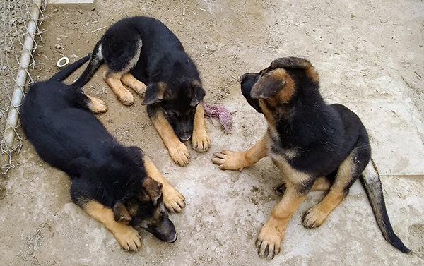 ROXY-LITTER-2019-06-16-600 ROXY-LITTER-2019-06-16-600