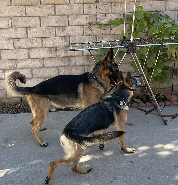 ROXY-RAMON-2020-12-19-003-600 ROXY-RAMON-2020-12-19-003-600