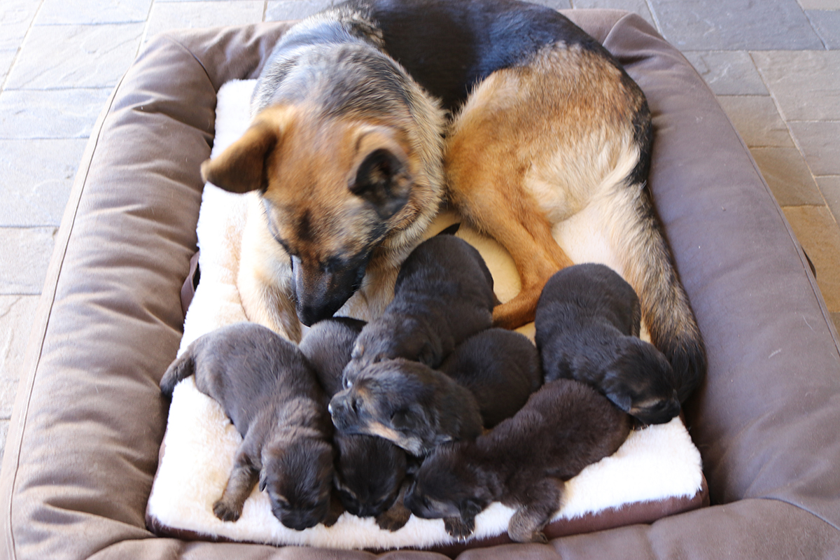 ROXY-PUPPIES-FEB-28-21-10