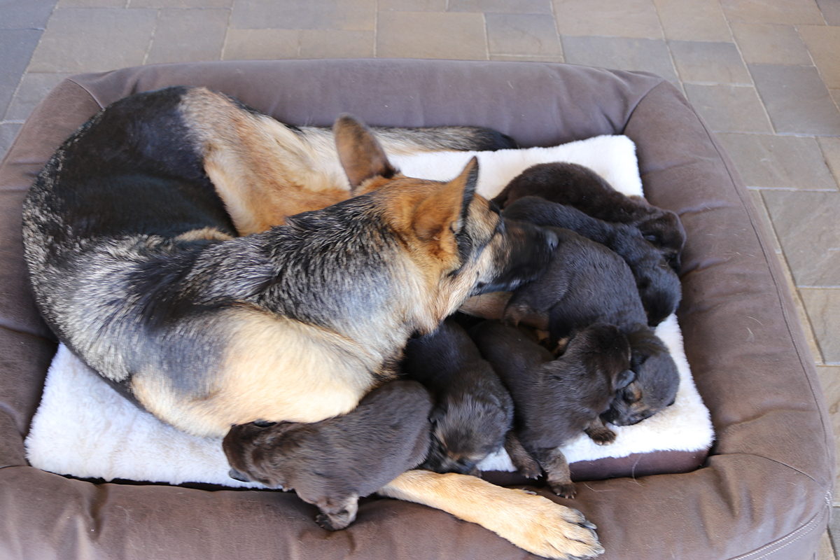 ROXY-PUPPIES-FEB-28-21-13