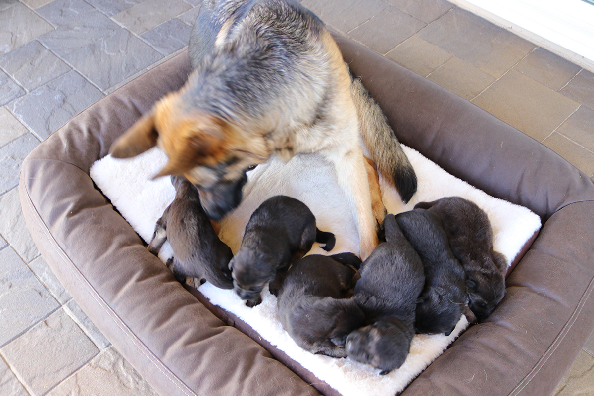 ROXY-PUPPIES-FEB-28-21-14