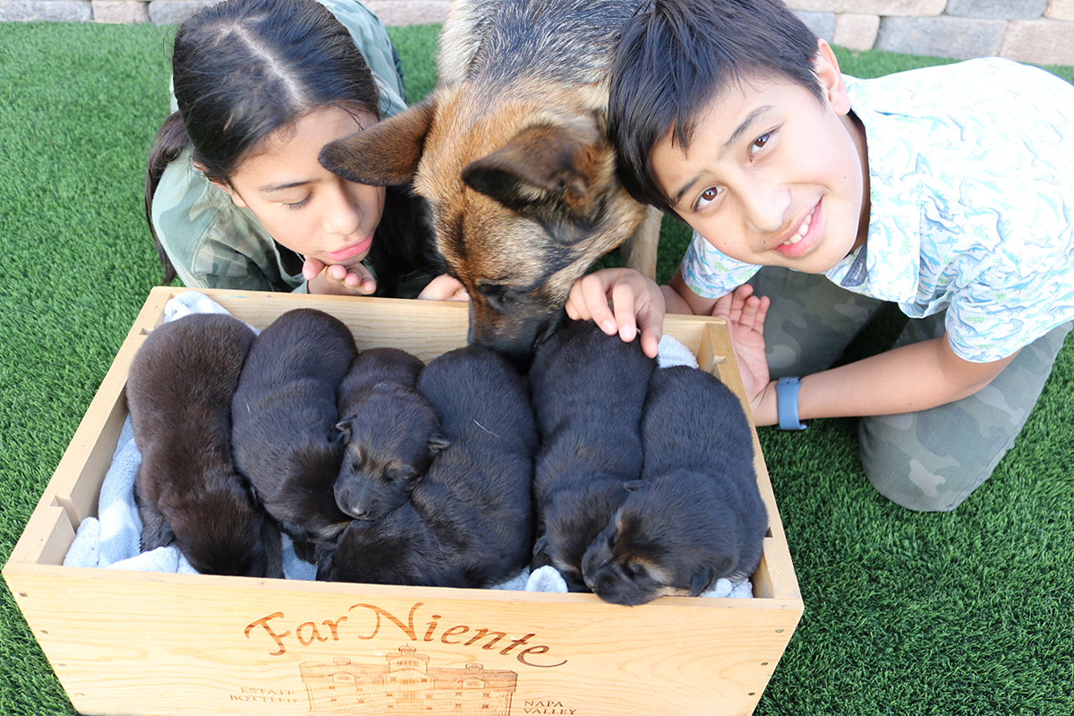 ROXY-PUPPIES-FEB-28-21-8