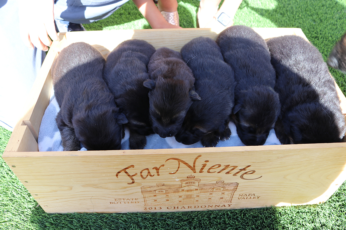 ROXY-PUPPIES-FEB-28-21-9